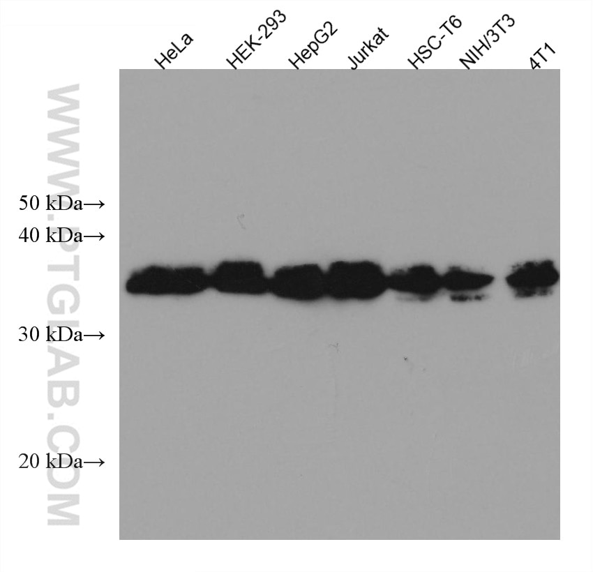 Western Blot (WB) analysis of various lysates using HNRNPA2B1 Monoclonal antibody (67445-1-Ig)