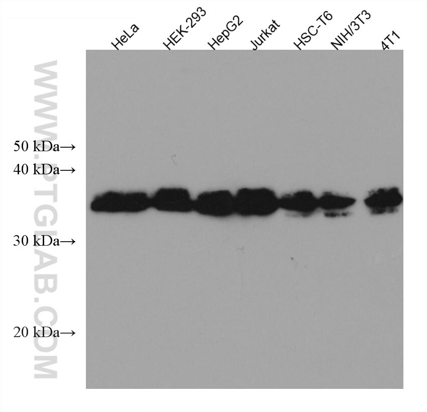 WB analysis using 67445-1-Ig