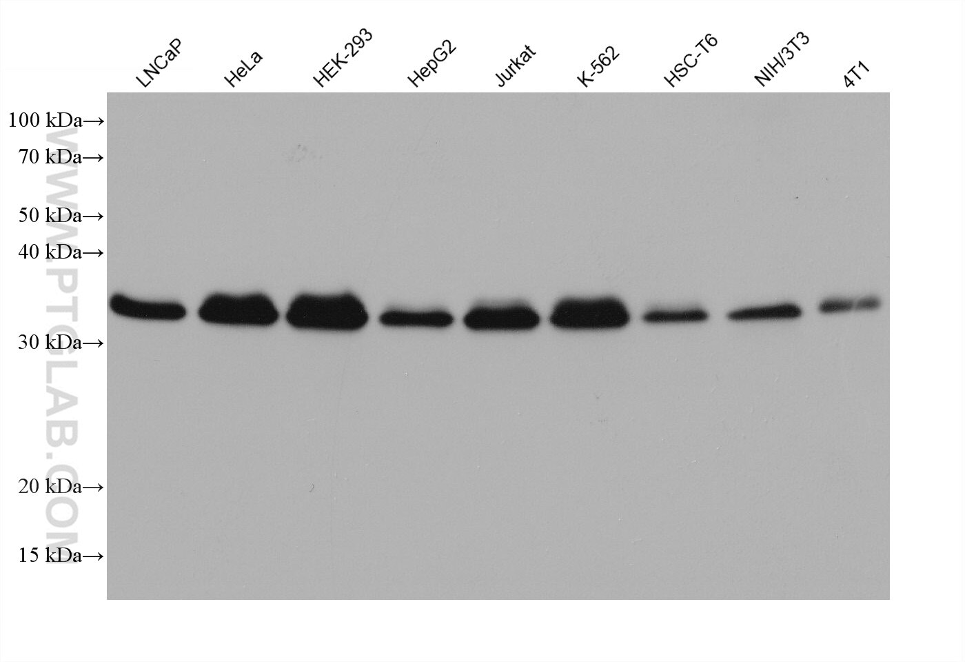 Western Blot (WB) analysis of various lysates using HNRNPA2B1 Monoclonal antibody (67445-1-Ig)