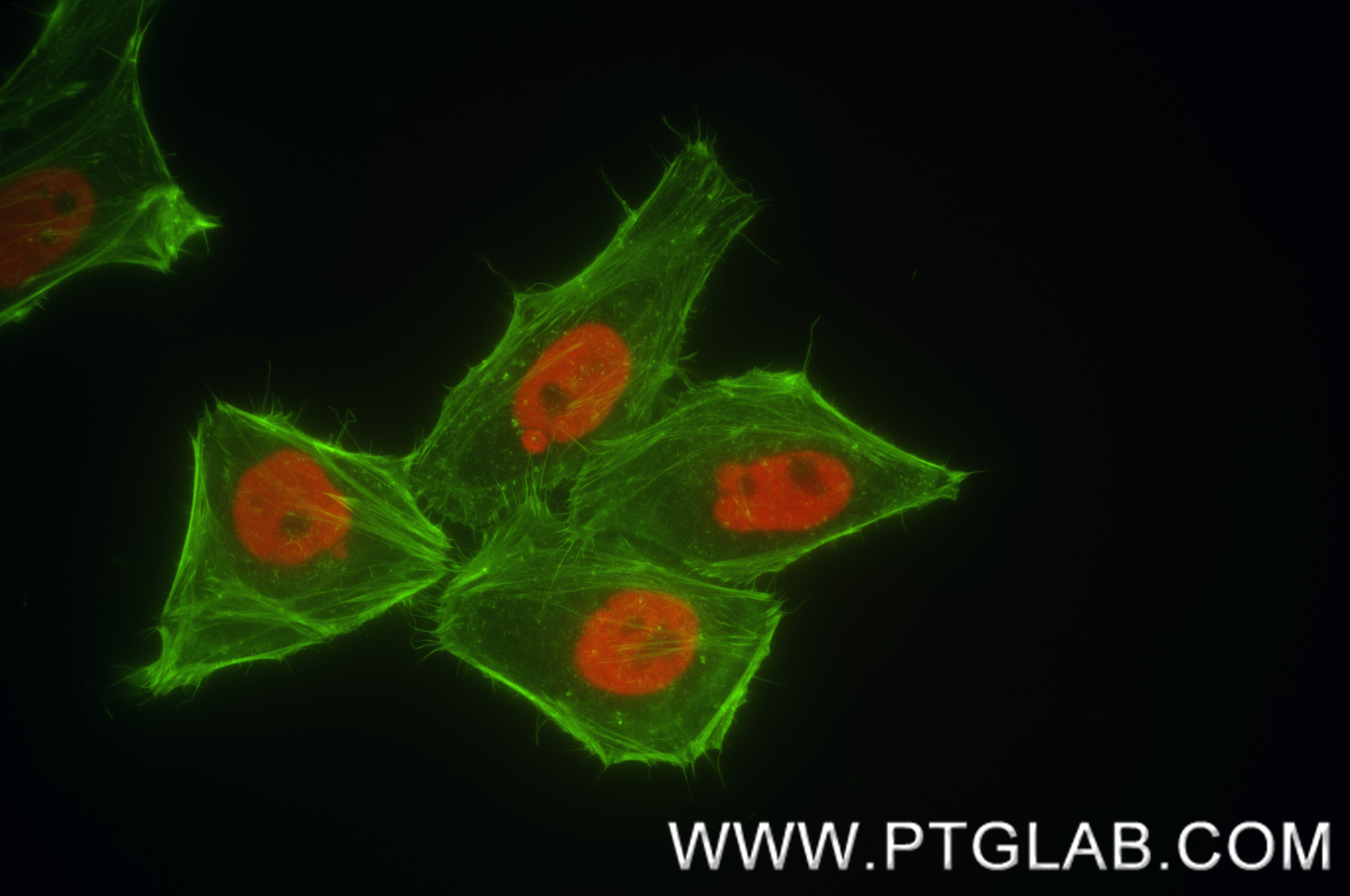 Immunofluorescence (IF) / fluorescent staining of HepG2 cells using HNRNPA2B1 Recombinant monoclonal antibody (86713-1-MR)