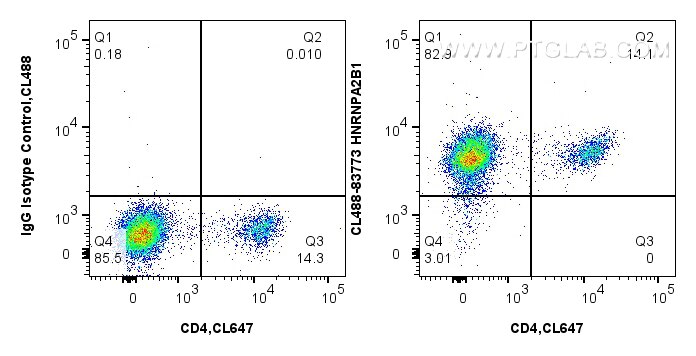 1x10^6 mouse splenocytes were intracellularly stained with 0.4 ug CoraLite® Plus 488-conjugated HNRNPA2B1 Recombinant monoclonal antibody (CL488-83773-7, Clone:240831E3),  and 0.4 ug CoraLite® Plus 647 Anti-Mouse CD4 (GK1.5) (CL647-65104, Clone: GK1.5),  and 0.4 ug CoraLite® Plus 488 Rabbit IgG Isotype Control RecAb (CL488-98136, Clone: 240953C9). Cells were fixed and permeabilized with Transcription Factor Staining Buffer Kit (PF00011). Flow cytometry (FC) experiment of mouse splenocytes using CoraLite® Plus 488-conjugated HNRNPA2B1 Recombinan (CL488-83773-7)