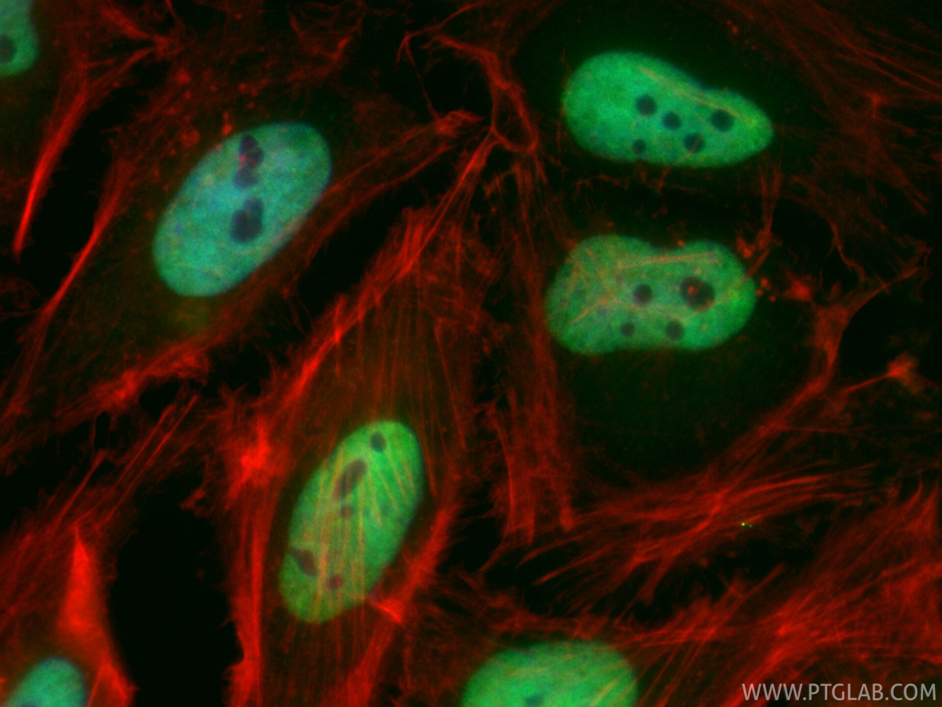 Immunofluorescence (IF) / fluorescent staining of HeLa cells using CoraLite® Plus 488-conjugated HNRNPA2B1 Recombinan (CL488-86713)
