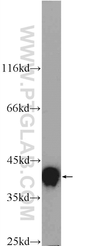 Western Blot (WB) analysis of mouse lung tissue using HNRNPA3 Polyclonal antibody (25142-1-AP)