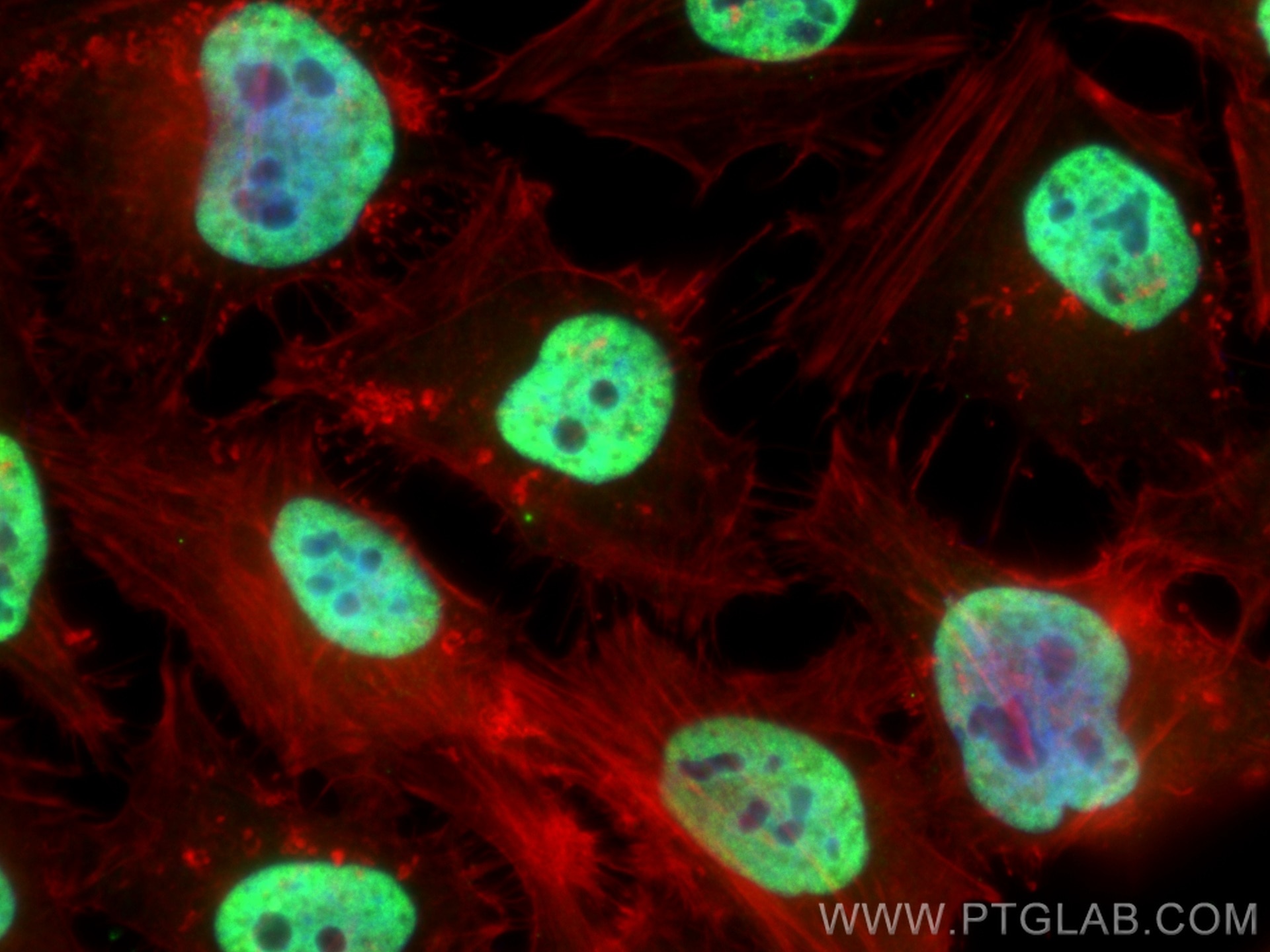 Immunofluorescence (IF) / fluorescent staining of HeLa cells using HNRNPC Polyclonal antibody (11760-1-AP)