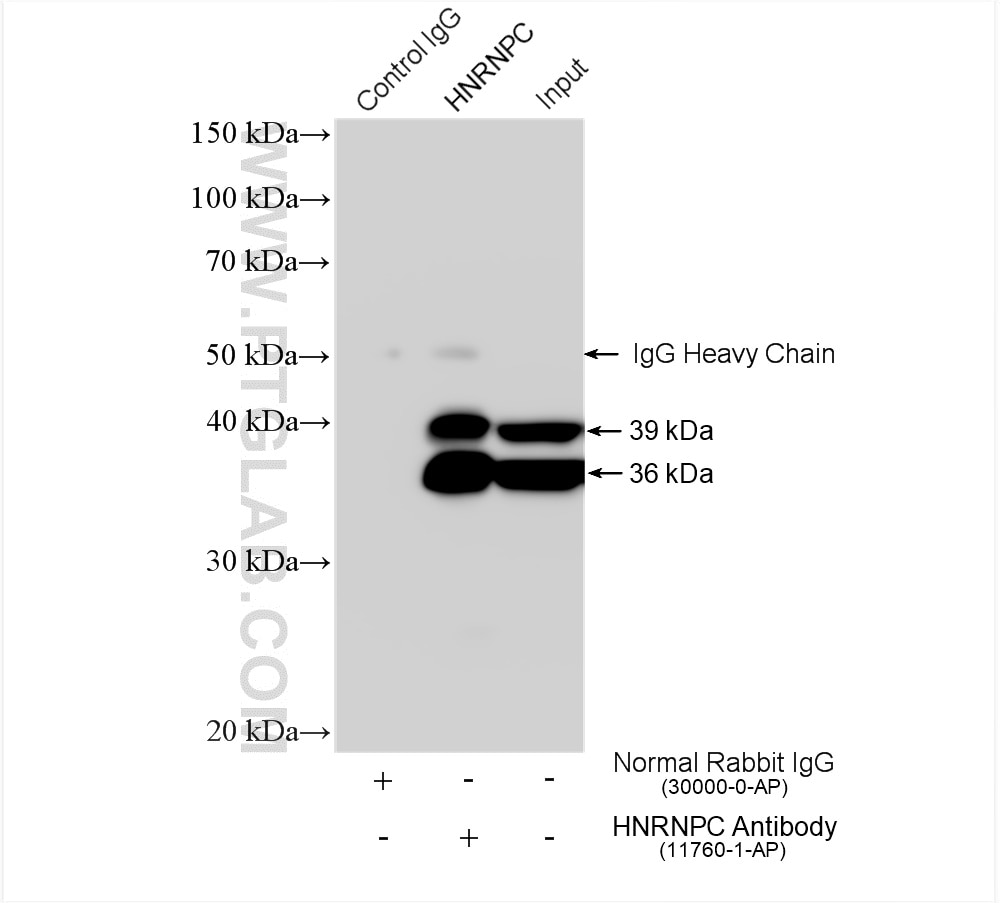 Immunoprecipitation (IP) experiment of HeLa cells using HNRNPC Polyclonal antibody (11760-1-AP)