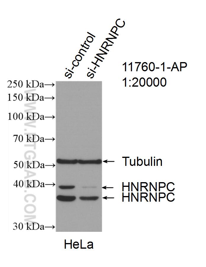 Western Blot (WB) analysis of HeLa cells using HNRNPC Polyclonal antibody (11760-1-AP)