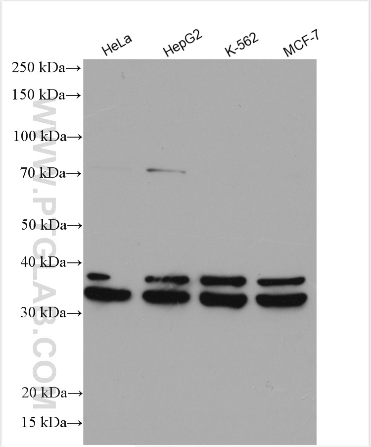 Western Blot (WB) analysis of various lysates using HNRNPC Polyclonal antibody (11760-1-AP)