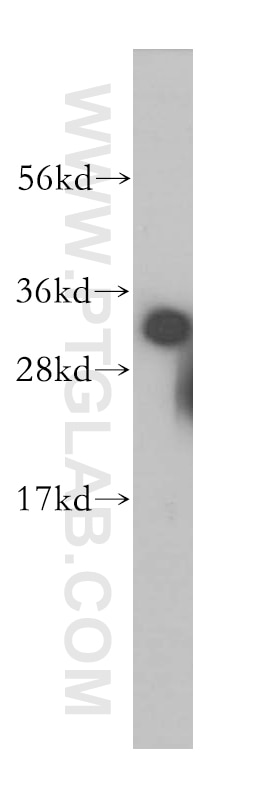 Western Blot (WB) analysis of K-562 cells using HNRNPC Polyclonal antibody (11760-1-AP)