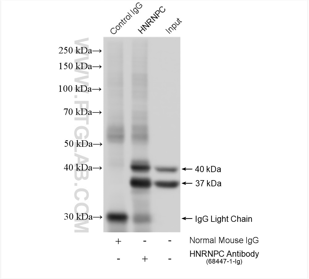 Immunoprecipitation (IP) experiment of HeLa cells using HNRNPC Monoclonal antibody (68447-1-Ig)