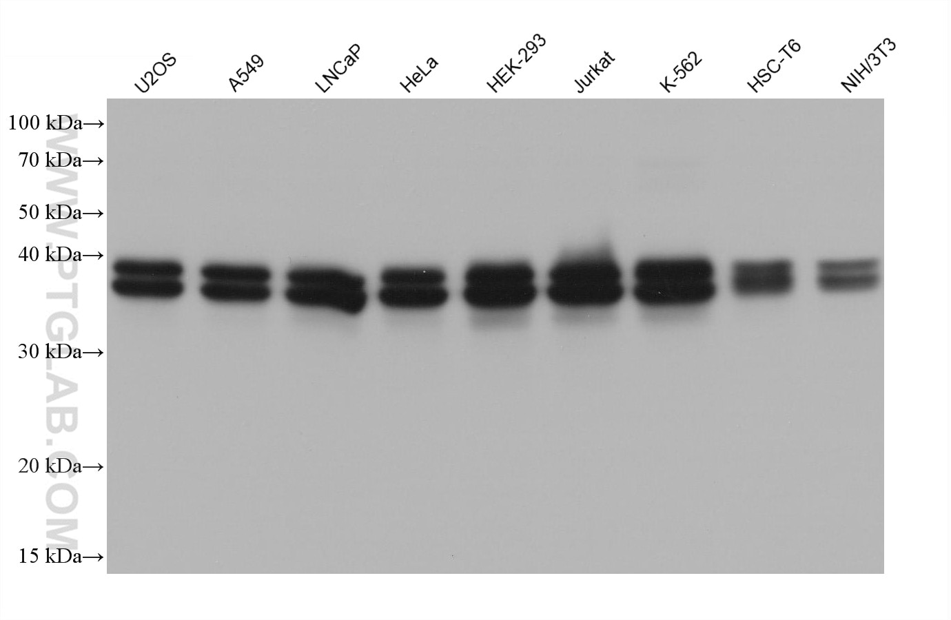 Western Blot (WB) analysis of various lysates using HNRNPC Monoclonal antibody (68447-1-Ig)