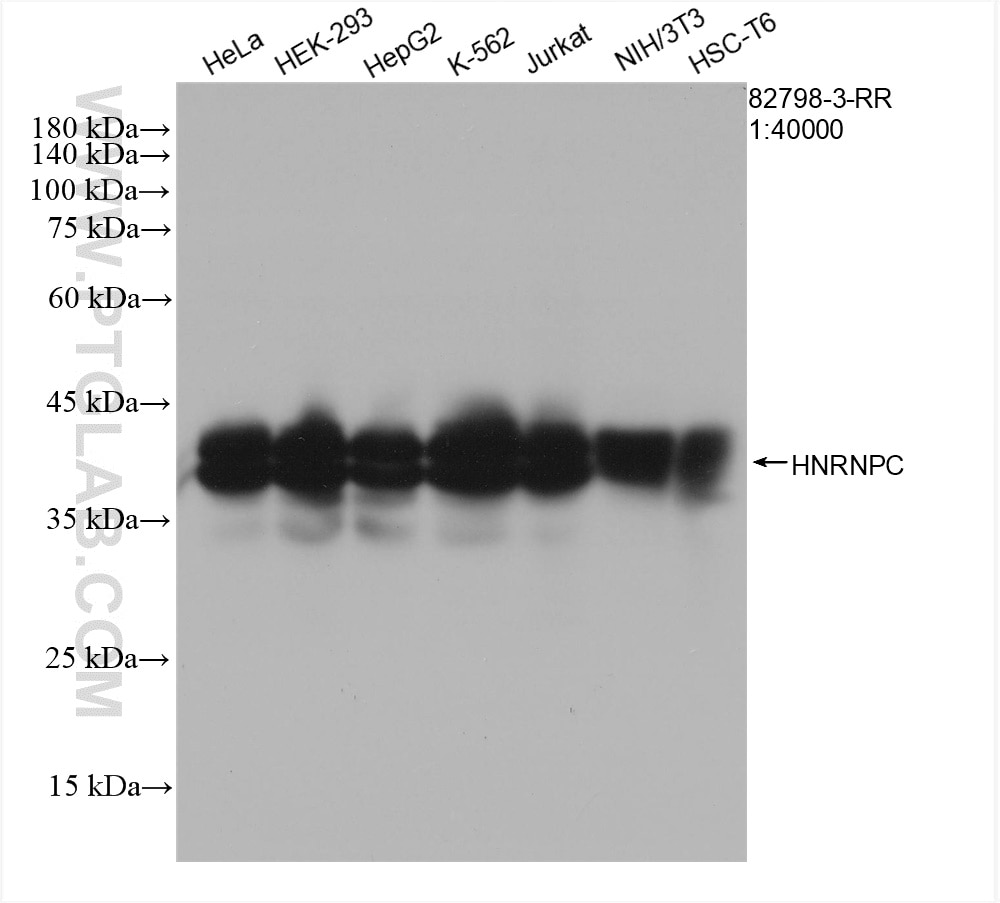 Western Blot (WB) analysis of various lysates using HNRNPC Recombinant antibody (82798-3-RR)