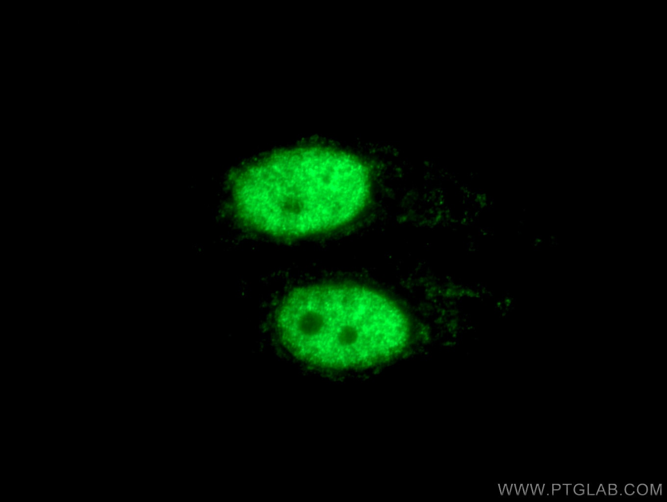 Immunofluorescence (IF) / fluorescent staining of HepG2 cells using HNRNPD Polyclonal antibody (12770-1-AP)
