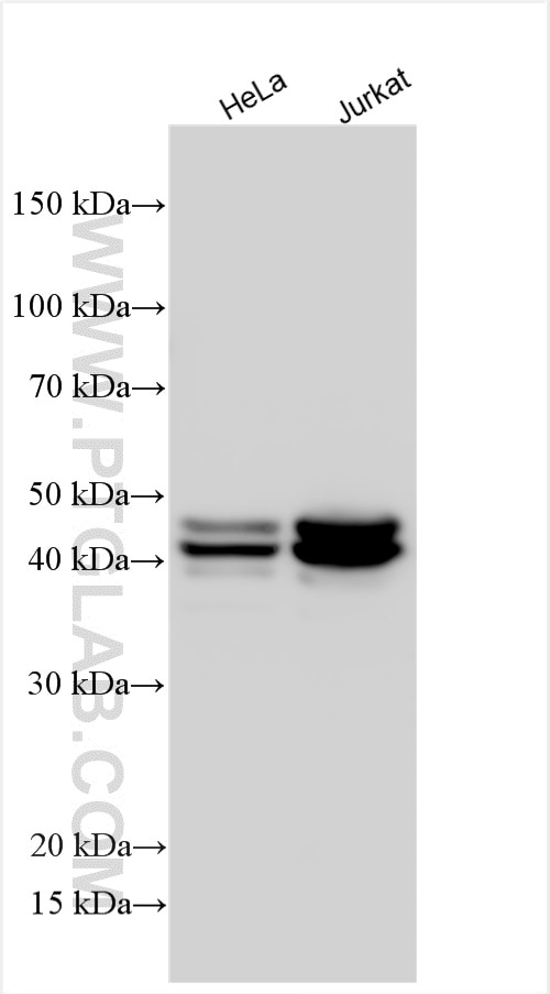 Western Blot (WB) analysis of various lysates using HNRNPD Polyclonal antibody (12770-1-AP)