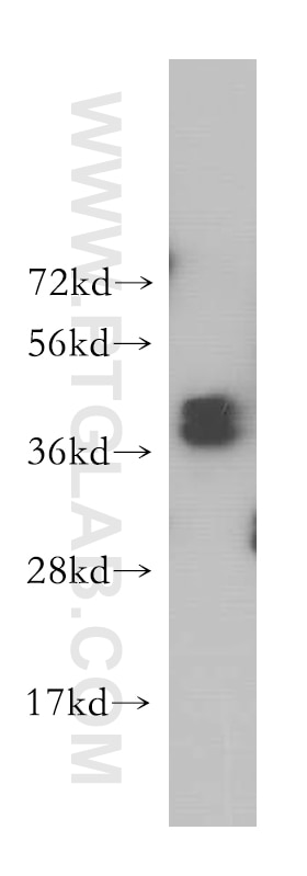Western Blot (WB) analysis of HeLa cells using HNRNPD Polyclonal antibody (12770-1-AP)