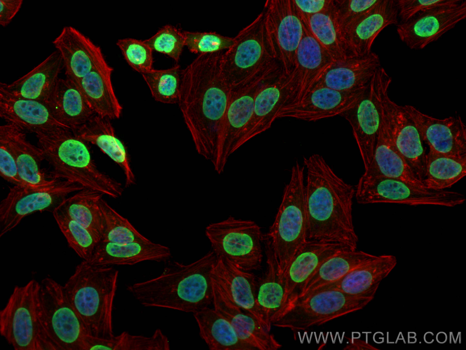 Immunofluorescence (IF) / fluorescent staining of HepG2 cells using HNRNPD Monoclonal antibody (68236-1-Ig)