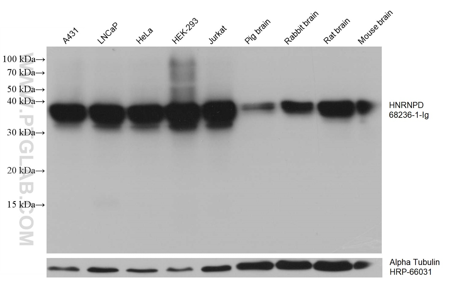 Western Blot (WB) analysis of various lysates using HNRNPD Monoclonal antibody (68236-1-Ig)