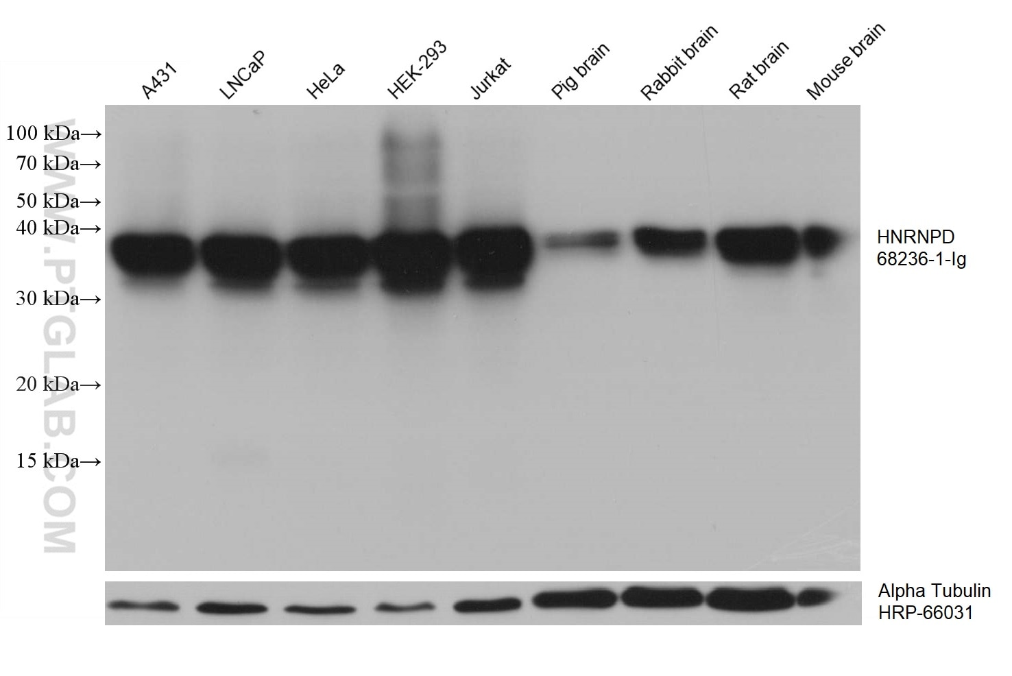 WB analysis using 68236-1-Ig