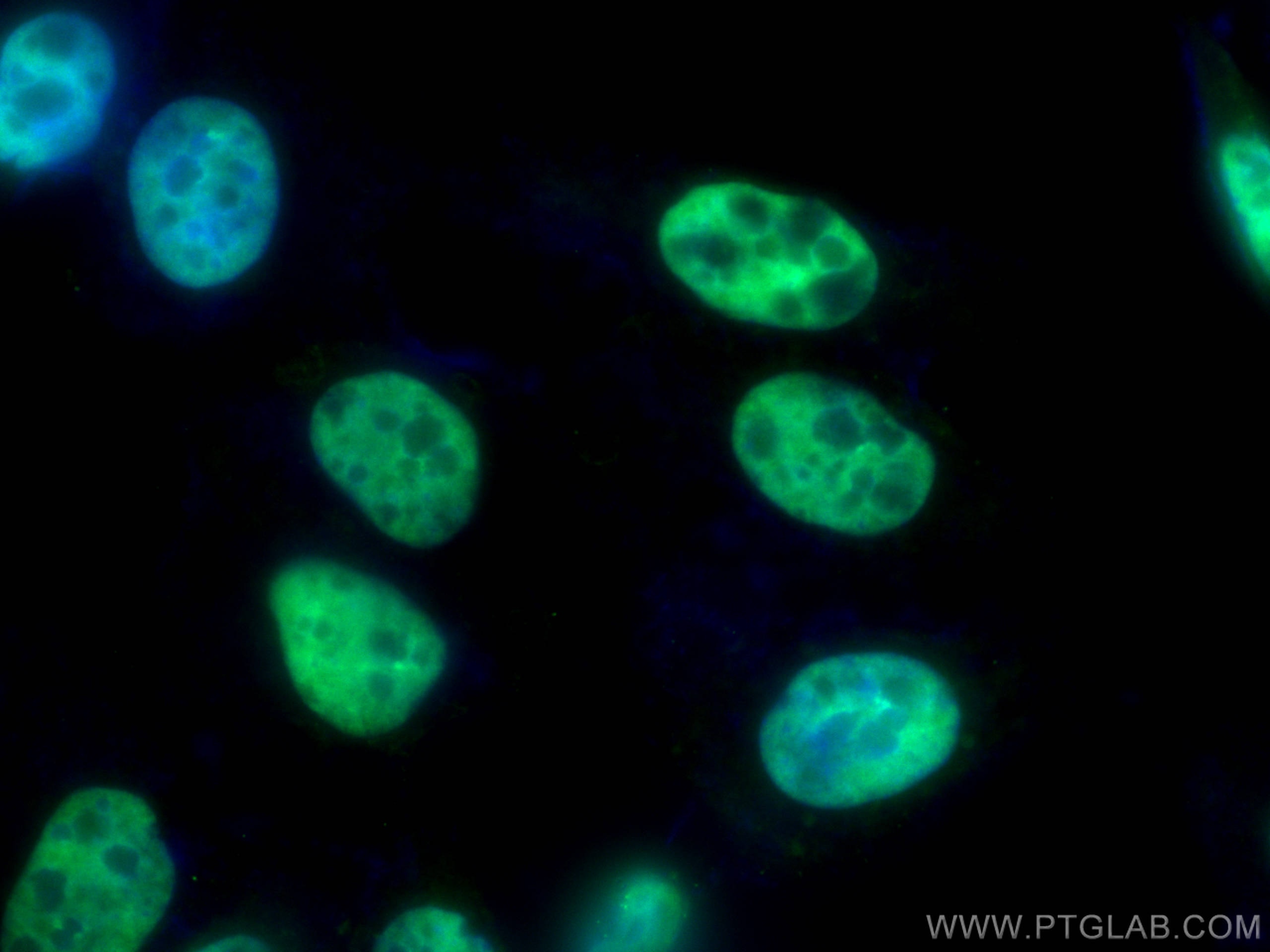 Immunofluorescence (IF) / fluorescent staining of HepG2 cells using CoraLite® Plus 488-conjugated HNRNPD Monoclonal an (CL488-68236)