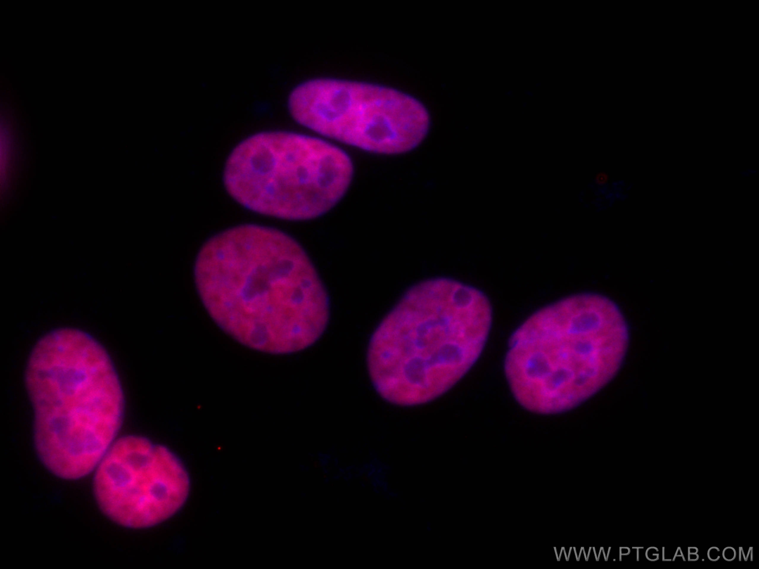 Immunofluorescence (IF) / fluorescent staining of HepG2 cells using CoraLite®594-conjugated HNRNPD Monoclonal antibody (CL594-68236)