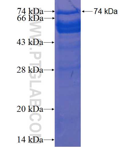 HNRNPD fusion protein Ag3458 SDS-PAGE