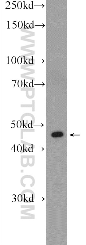 Western Blot (WB) analysis of SH-SY5Y cells using HNRNPF Polyclonal antibody (14974-1-AP)