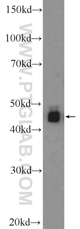 Western Blot (WB) analysis of HeLa cells using HNRNPF Polyclonal antibody (14974-1-AP)