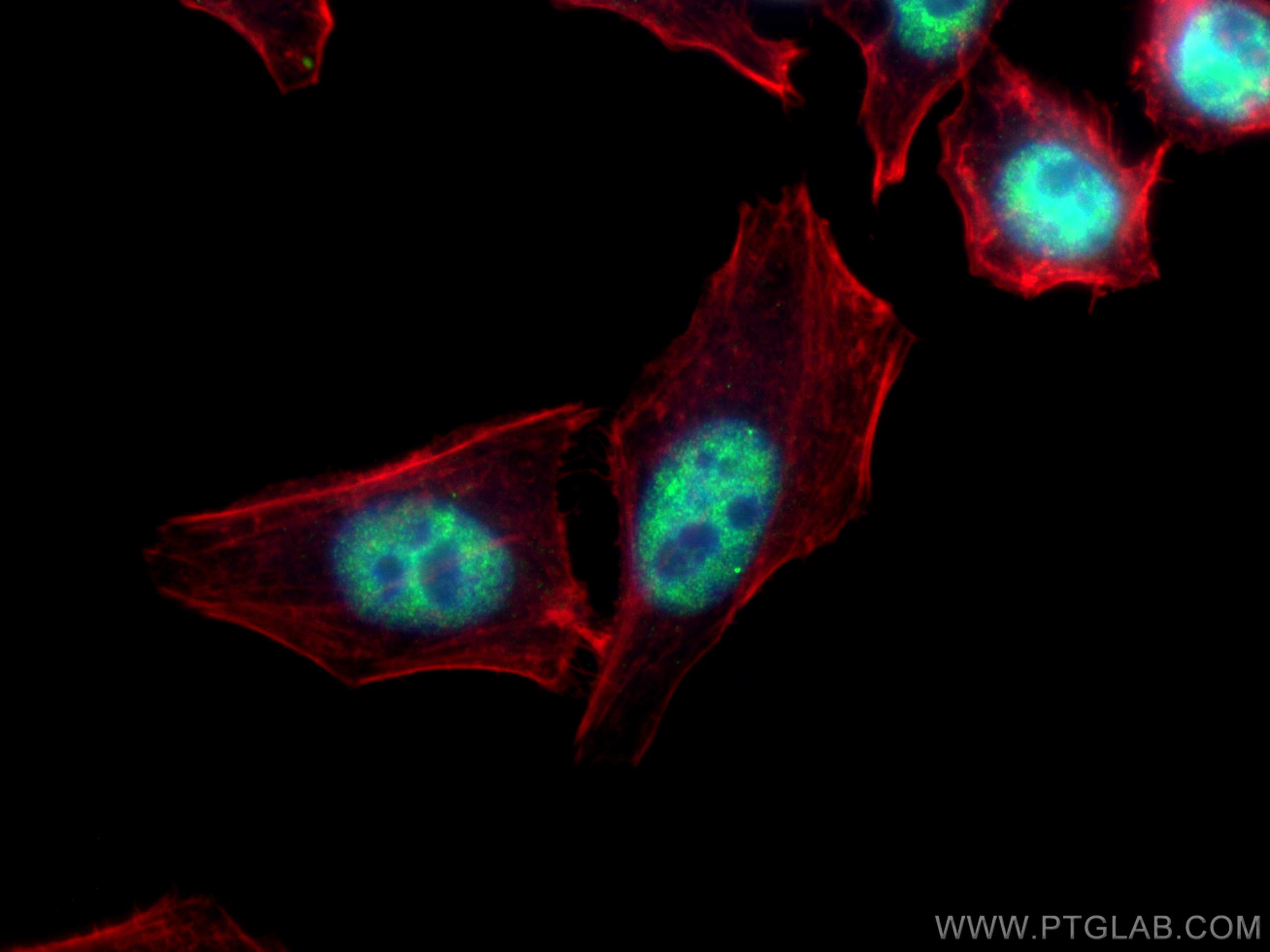 Immunofluorescence (IF) / fluorescent staining of HepG2 cells using HNRNPF Monoclonal antibody (67701-1-Ig)