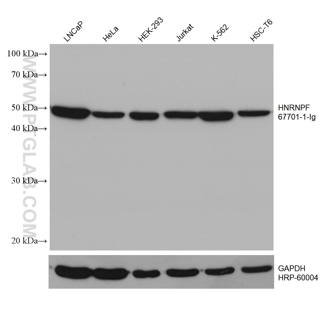 Western Blot (WB) analysis of various lysates using HNRNPF Monoclonal antibody (67701-1-Ig)