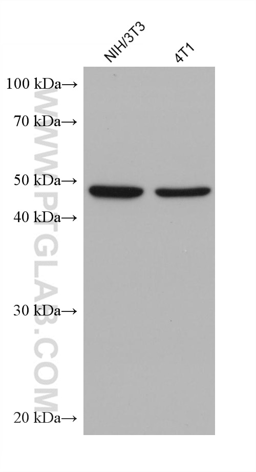 Western Blot (WB) analysis of various lysates using HNRNPF Monoclonal antibody (67701-1-Ig)