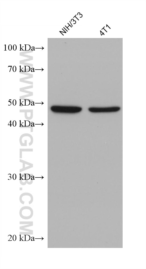 WB analysis using 67701-1-Ig