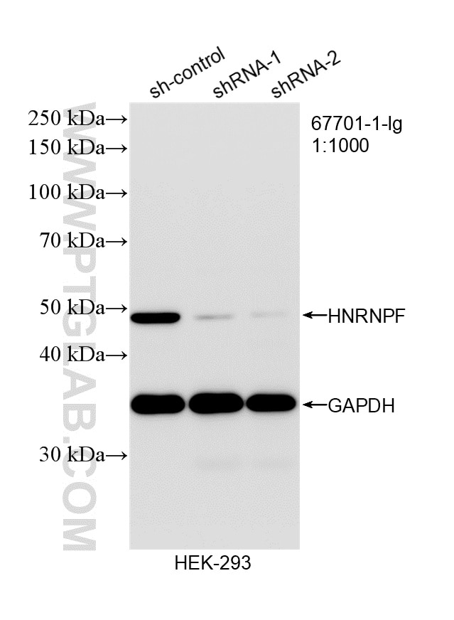 WB analysis of HEK-293 using 67701-1-Ig Western Blot (WB) analysis of HEK-293 cells using HNRNPF Monoclonal antibody (67701-1-Ig)