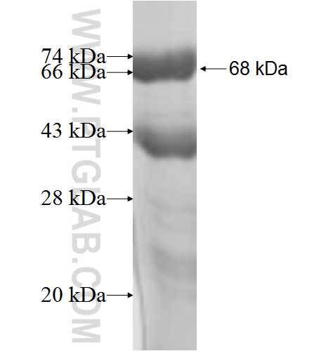 HNRNPF fusion protein Ag6885 SDS-PAGE