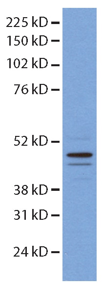 Western Blot (WB) analysis of mouse embryonic stem cells using HNRNPH1 Polyclonal antibody (14774-1-AP)