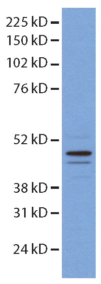 WB analysis of mouse embryonic stem cells using 14774-1-AP