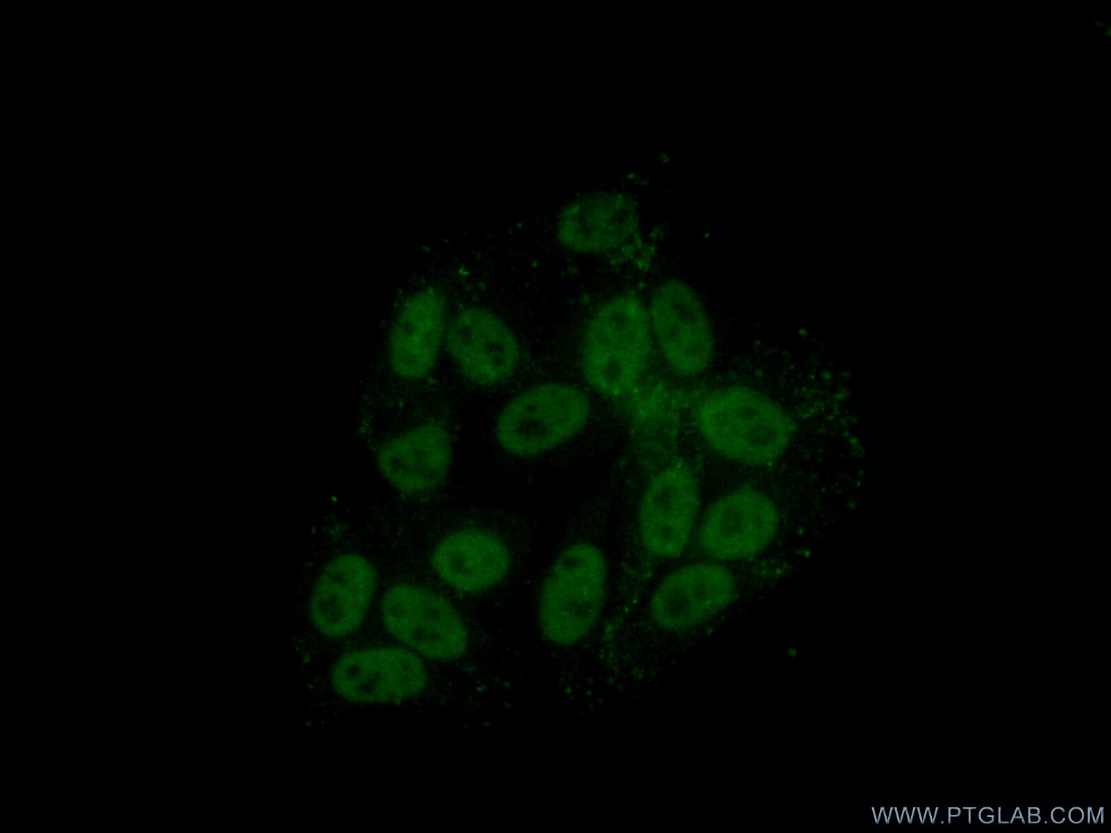 Immunofluorescence (IF) / fluorescent staining of HepG2 cells using HNRNPH1 Polyclonal antibody (14774-1-AP)