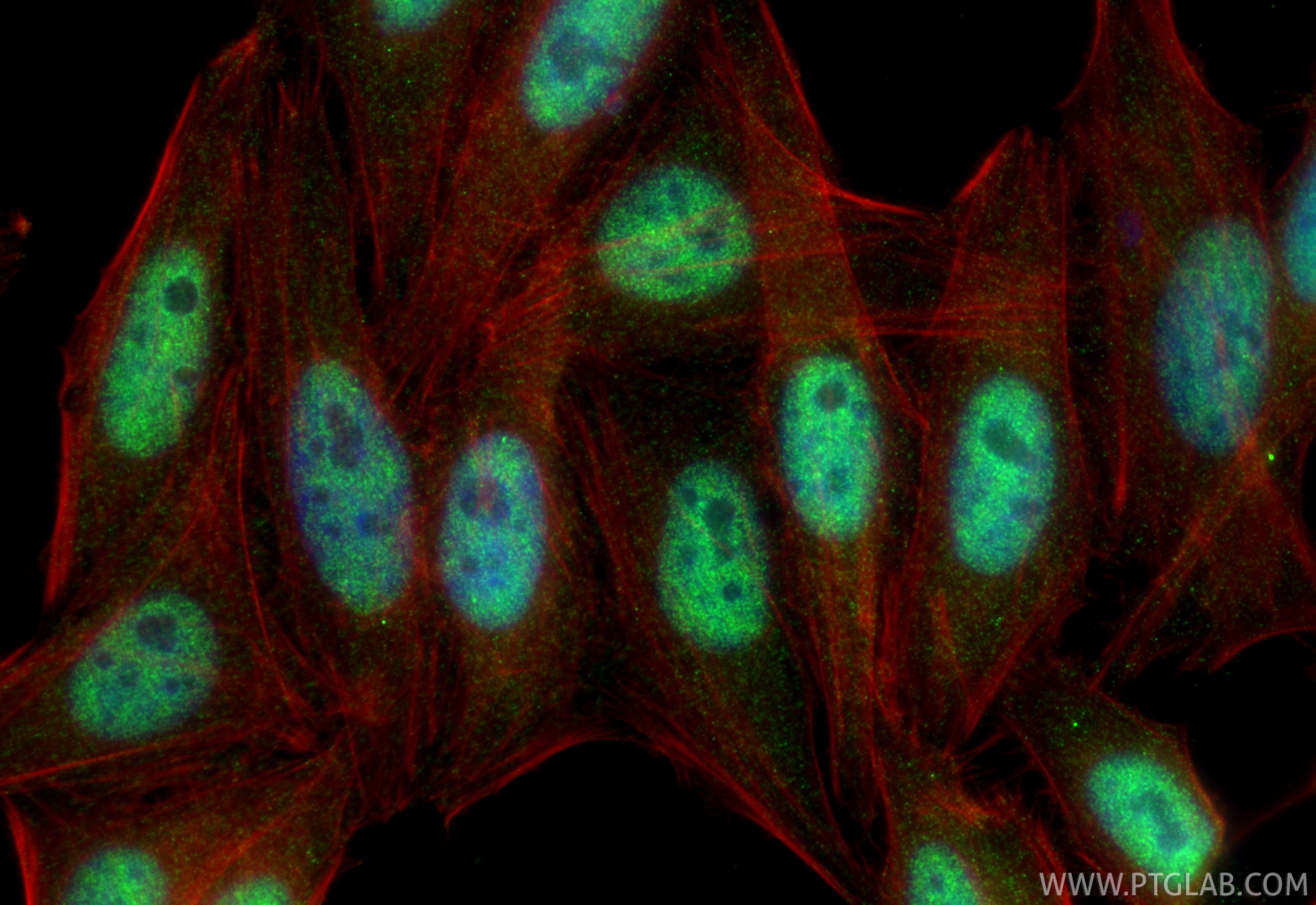 Immunofluorescence (IF) / fluorescent staining of HepG2 cells using HNRNPH1 Polyclonal antibody (14774-1-AP)