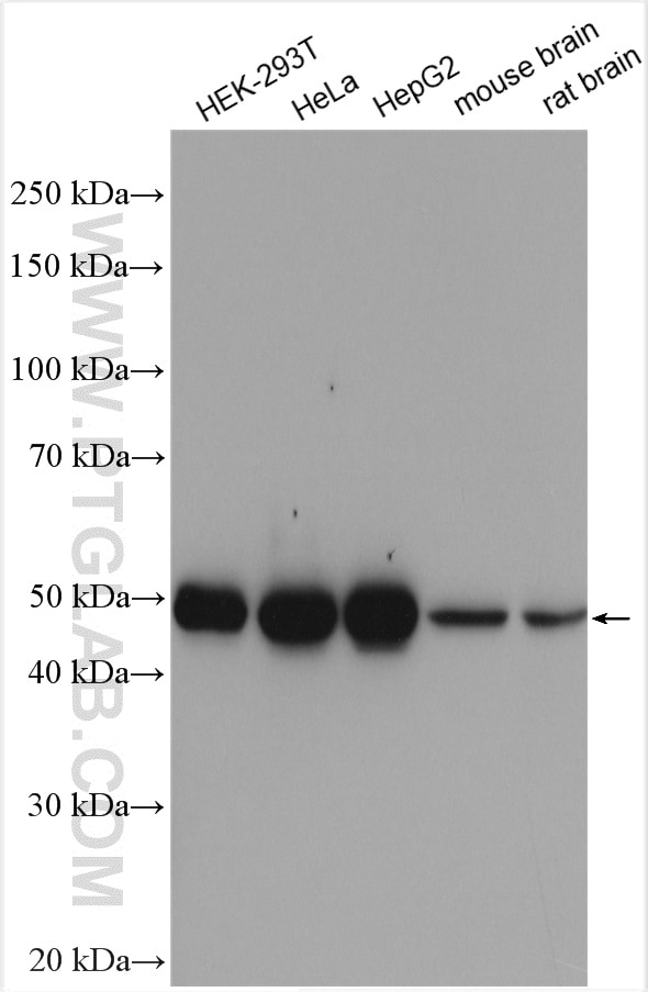 Western Blot (WB) analysis of various lysates using HNRNPH1 Polyclonal antibody (14774-1-AP)