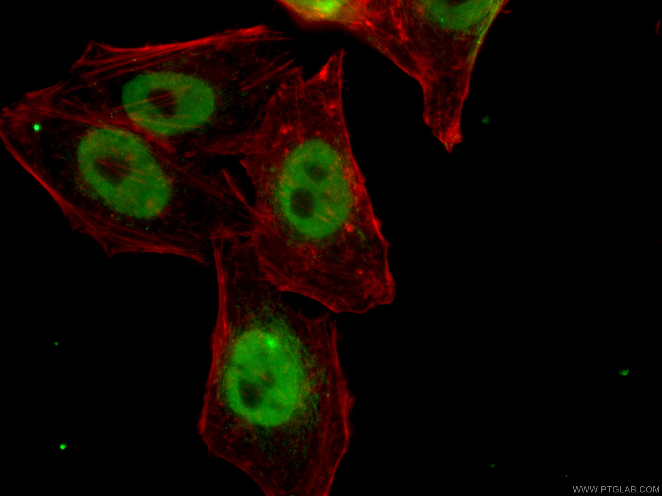 Immunofluorescence (IF) / fluorescent staining of HepG2 cells using HNRNPH1 Monoclonal antibody (67375-1-Ig)