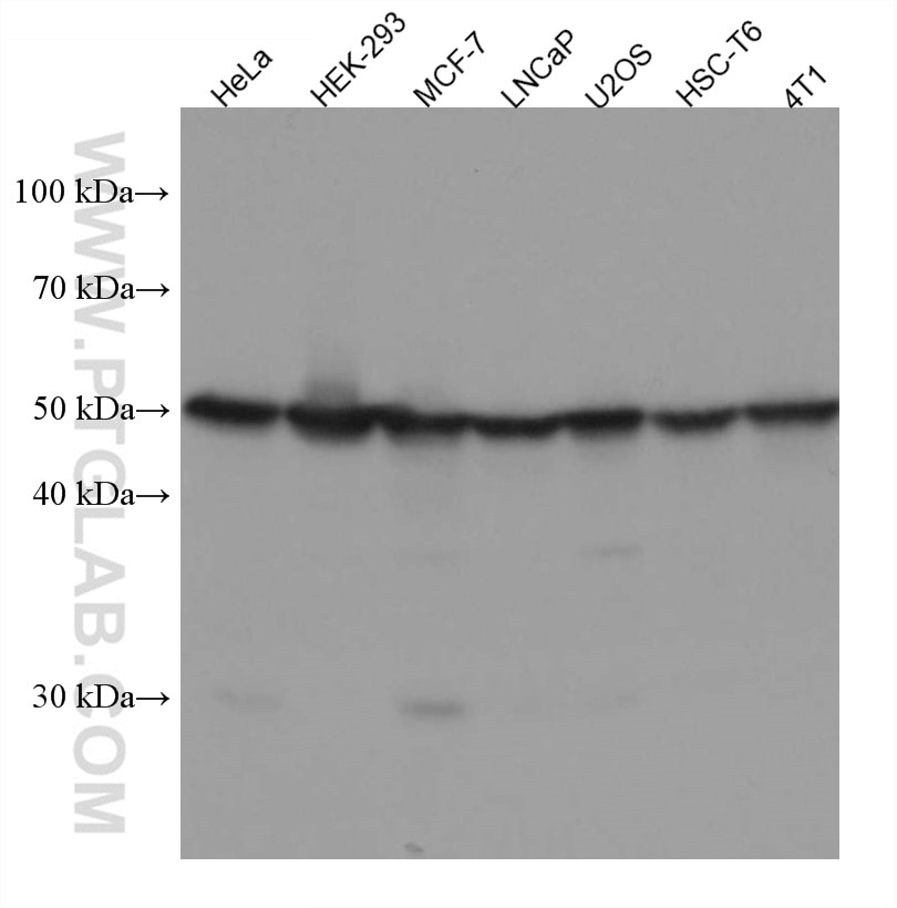 Western Blot (WB) analysis of various lysates using HNRNPH1 Monoclonal antibody (67375-1-Ig)