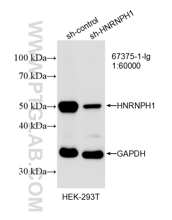 Western Blot (WB) analysis of HEK-293T cells using HNRNPH1 Monoclonal antibody (67375-1-Ig)