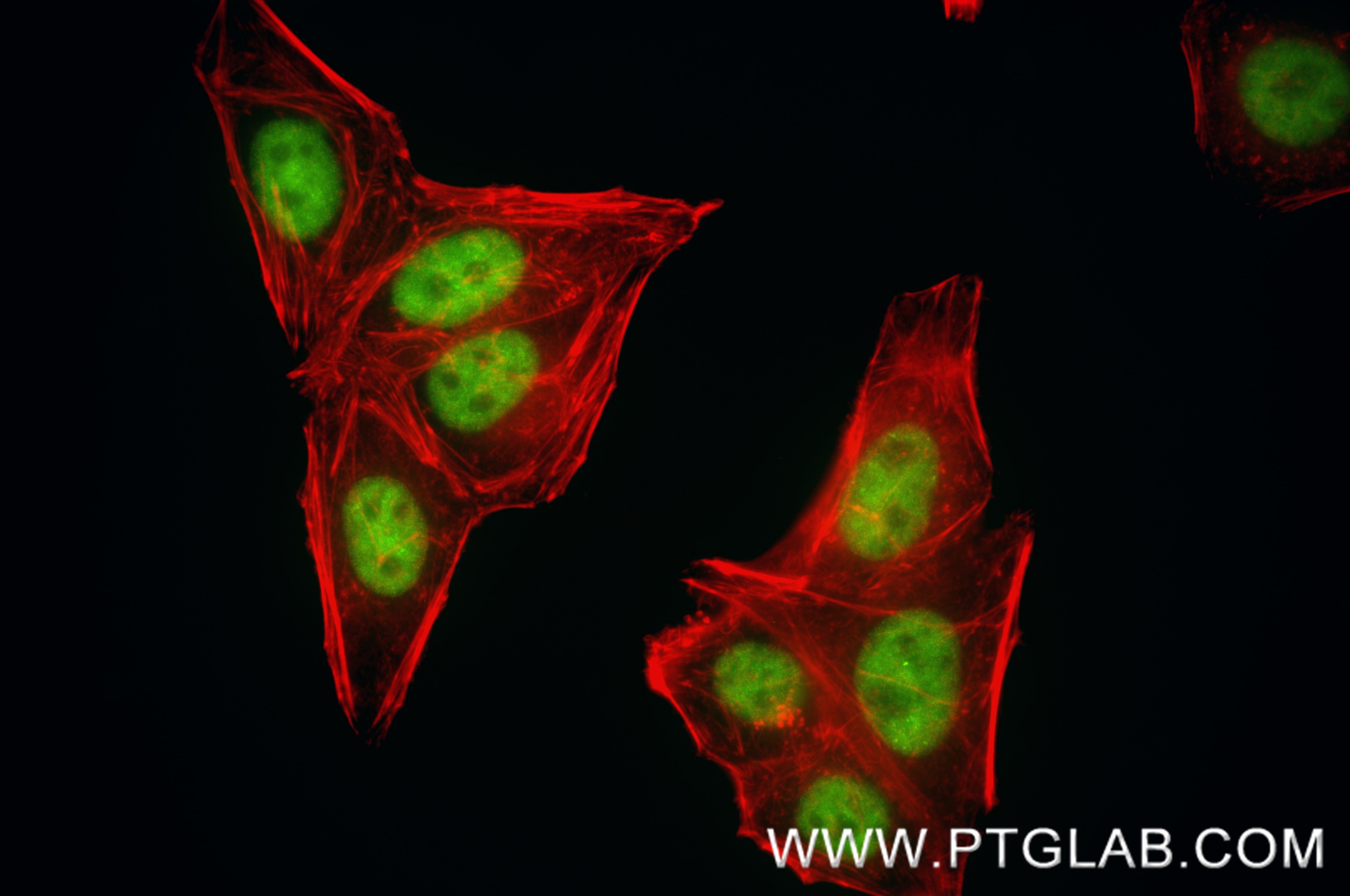 Immunofluorescence (IF) / fluorescent staining of HepG2 cells using HNRNPH1 Recombinant monoclonal antibody (88017-1-RR)