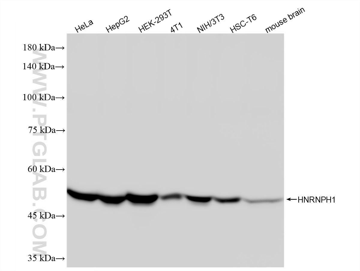 Western Blot (WB) analysis of various lysates using HNRNPH1 Recombinant monoclonal antibody (88017-1-RR)