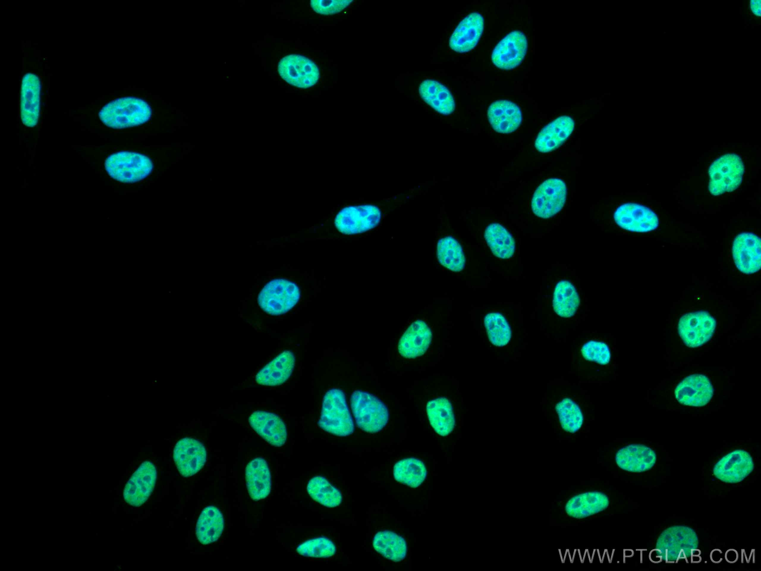 Immunofluorescence (IF) / fluorescent staining of HepG2 cells using CoraLite® Plus 488-conjugated HNRNPH1 Monoclonal a (CL488-67375)