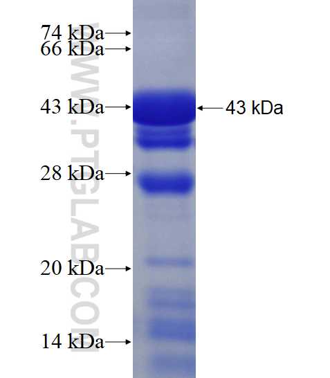 HNRNPH1 fusion protein Ag6603 SDS-PAGE