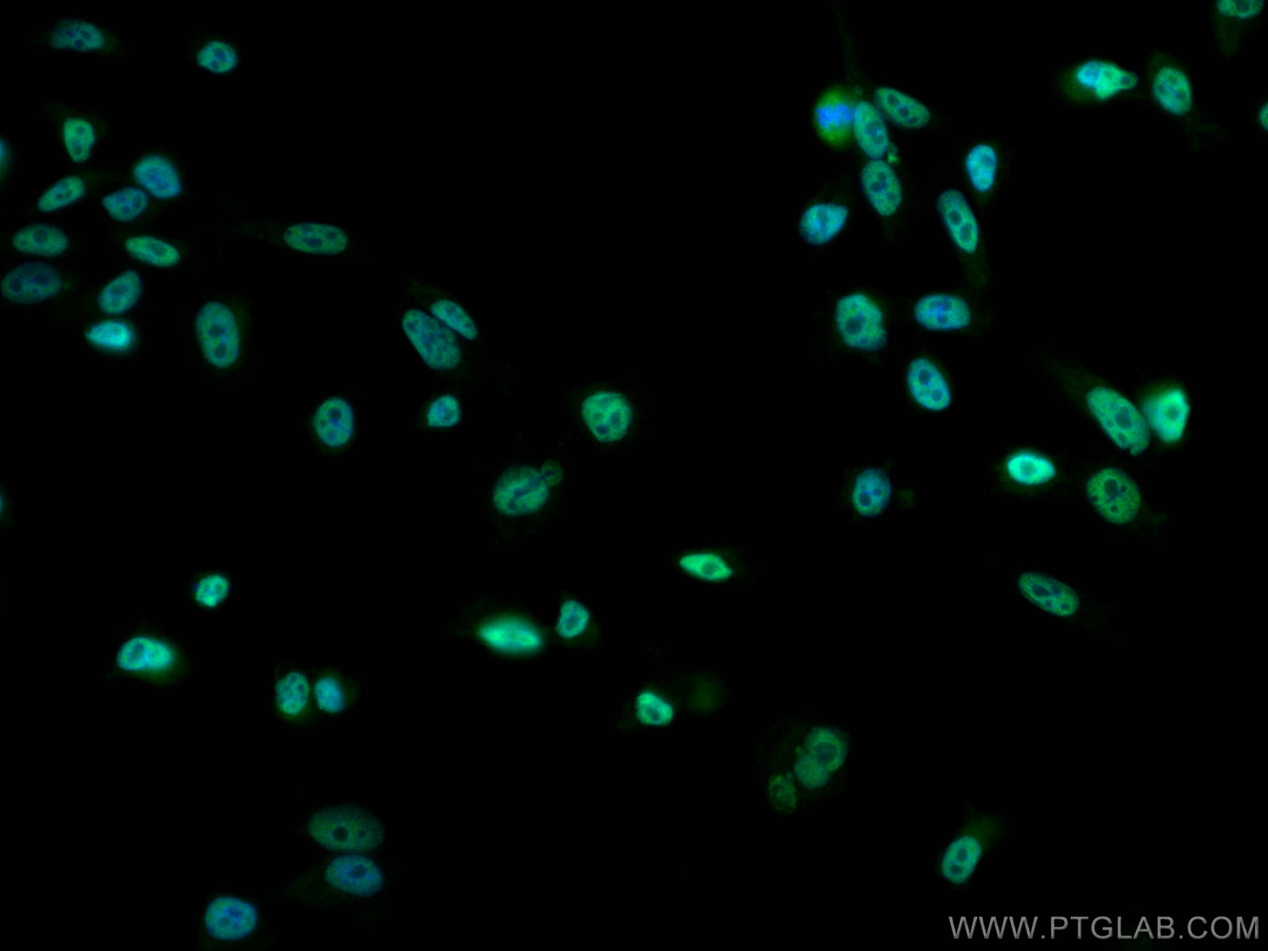 Immunofluorescence (IF) / fluorescent staining of PC-3 cells using HNRNPH3 Polyclonal antibody (17674-1-AP)