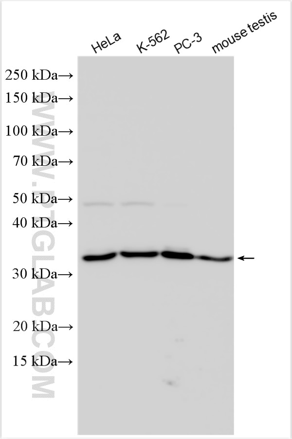 Western Blot (WB) analysis of various lysates using HNRNPH3 Polyclonal antibody (17674-1-AP)