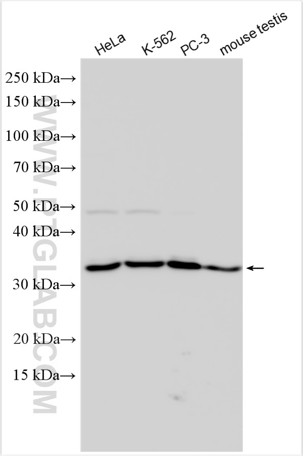 WB analysis using 17674-1-AP