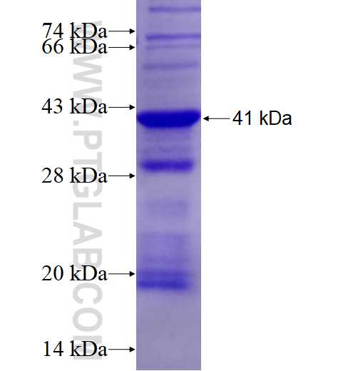 HNRNPH3 fusion protein Ag11611 SDS-PAGE