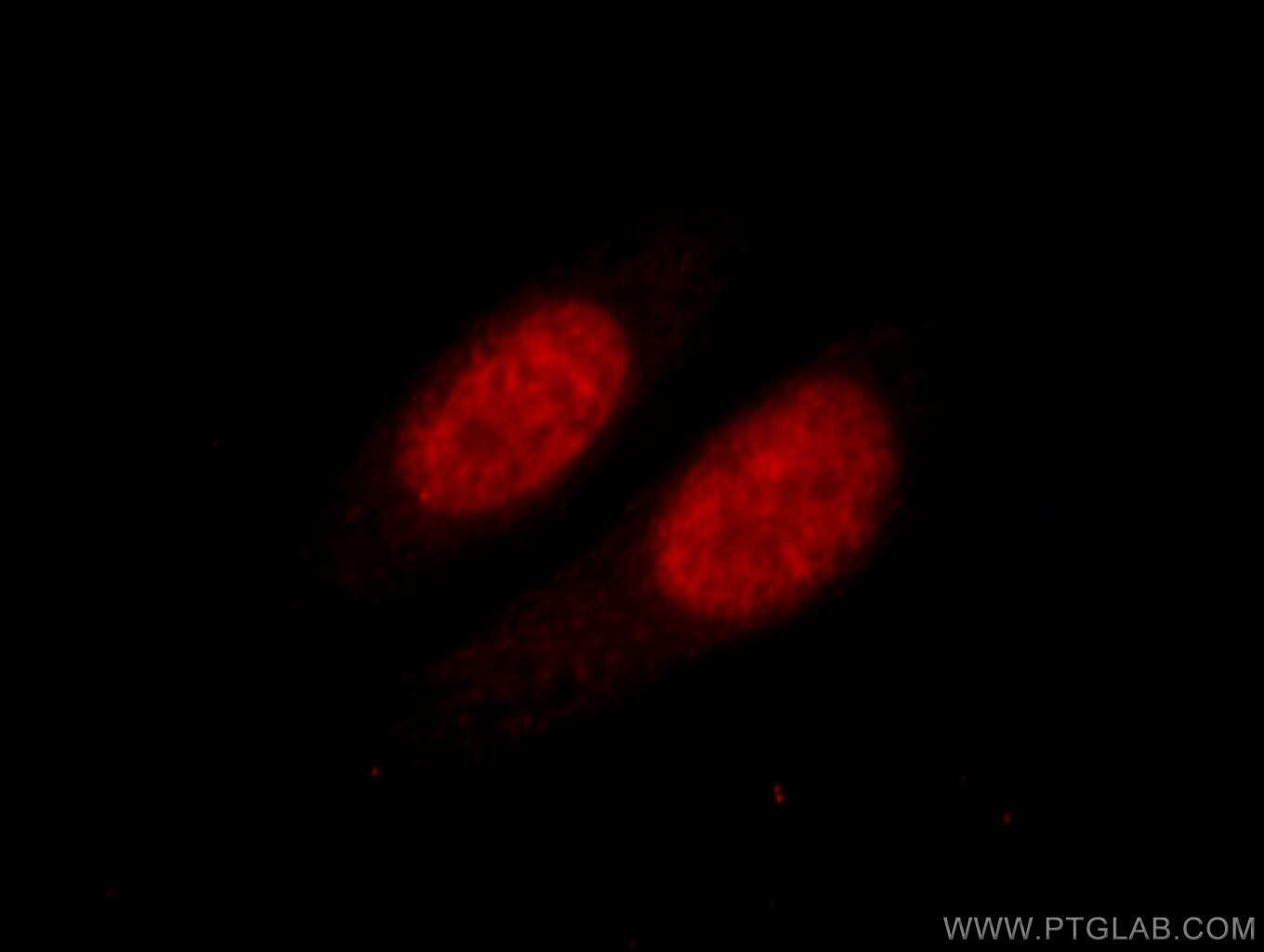 Immunofluorescence (IF) / fluorescent staining of HepG2 cells using HNRNPK Polyclonal antibody (11426-1-AP)