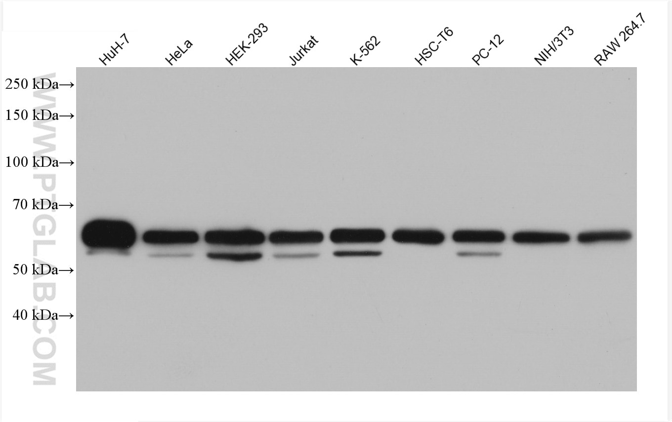 Western Blot (WB) analysis of various lysates using HNRNPK Monoclonal antibody (67708-1-Ig)